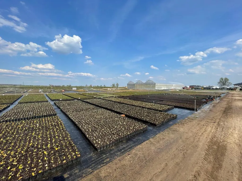 Vista dall'asilo Marcinków 11